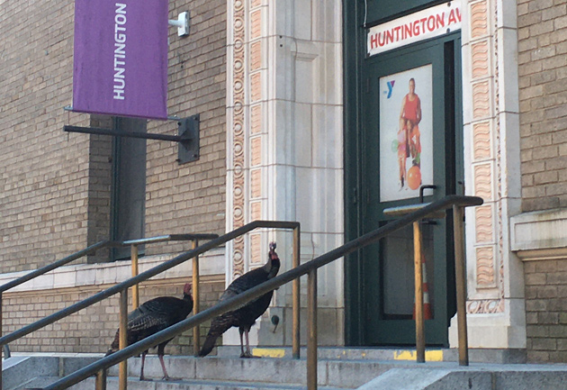 Turkeys outside the Huntington Avenue YMCA