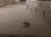 Bunny rabbit at the Federal Reserve Bank