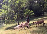 Goats being led to pasture in the Arnold Arboretum