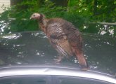 Turkey on a car in Brookline