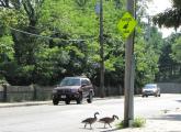 Geese observing traffic sign in Hyde Park