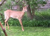 Deer in Roslindale yard