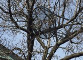 A table in a tree on Beacon Hill