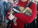 Talk show host with a rabbit