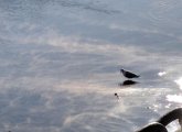 Seagull in sea smoke in Boston Harbor