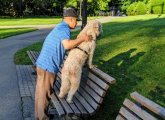 Dog in the Public Garden