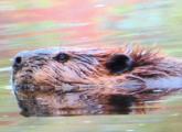 Beaver in Charles River