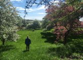 Flowering crabapple trees at the Arnold Arboretum