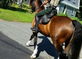 Horses in Hyde Park