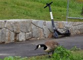 Goose and Bird scooter at Jamaica Pond