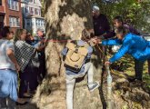 Measuring the mighty sycamore tree on Poplar Street in Roslindale