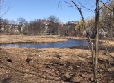 Back Bay Fens without reeds