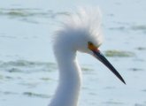 Egret with fuzzy feathers at Belle Isle Marsh