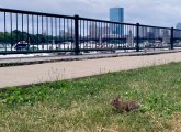 Rabbit on the Esplanade