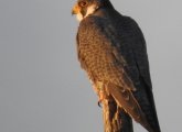 Peregrine falcon perched by the Charles River in West Roxbury