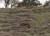 Coyote up a hill in the Roslindale part of the Arboretum