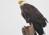 Bald Eagle along the Charles