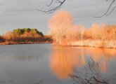 Golden trees on Cow Island Pond in West Roxbury