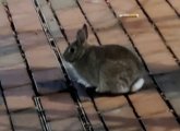 Rabbit on City Hall Plaza