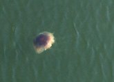 Possible Lion's Mane jellyfish in the Mystic River