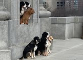 Dogs posing for a photo on the Longfellow Bridge