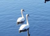 Pair of swans and a duck