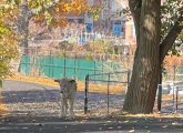 Coyote on Boston College campus