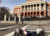 Dog at the State House