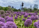 Washington statue with lots of allium in the Public Garden