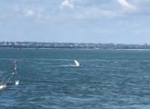 Humpback whale splashing a fin