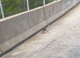 Rabbit on the Leverett Connector