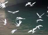 Terns all over by the Charles River locks and dam