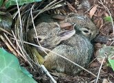 Two bunnies in their nest in the West End