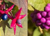 Fall berries at the Arnold Arboretum