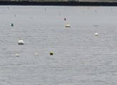 Seal on a dock in Dorchester Bay