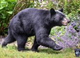 Bear rambling through Cohasset