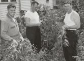 Boston cops doing annual marijuana harvest on Willow Court in Dorchester