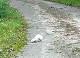 White weasel in Franklin Park, possibly rabid