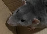 Jerry the rat