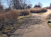 Tree across path at Millennium Park