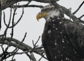 A young bald eagle in a tree in West Roxbury