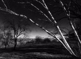 Birch trees at the Arnold Arboretum