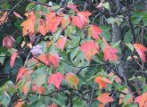 Changing leaves at Millennium Park