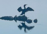 Sunning, wing-spreading cormorant