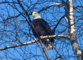 Eagle in a tree on the Esplanade