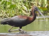 Glossy ibis