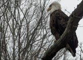 Bald eagle perched on tree along the Muddy River