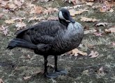 Old coated goose near Longwood