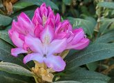 Rhododendron in bloom at the Arnold Arboretum