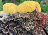 Slime mold in Millennium Park